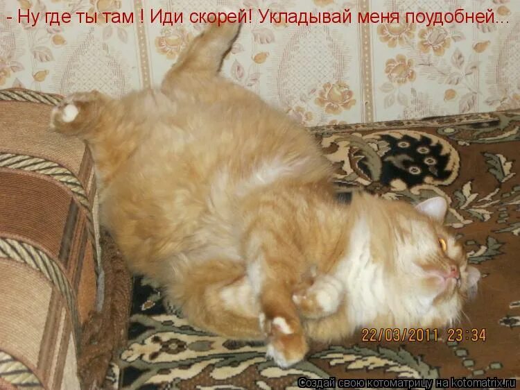 скорей иди скорее. скорей иди скорее. создаю проблемы из ничего. создание проблем из ничего. люблю тебя киса моя.