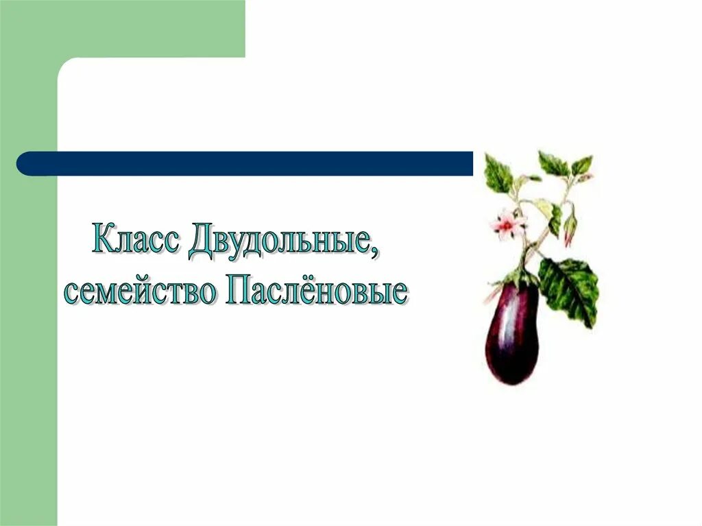 Паслен черный двудольный. Класс двудольные семейство Пасленовые. Семейство Пасленовые 6 класс биология. Биология 6 класс двудольные семейство пасленовых. Класс двудольные семействопаслёные.