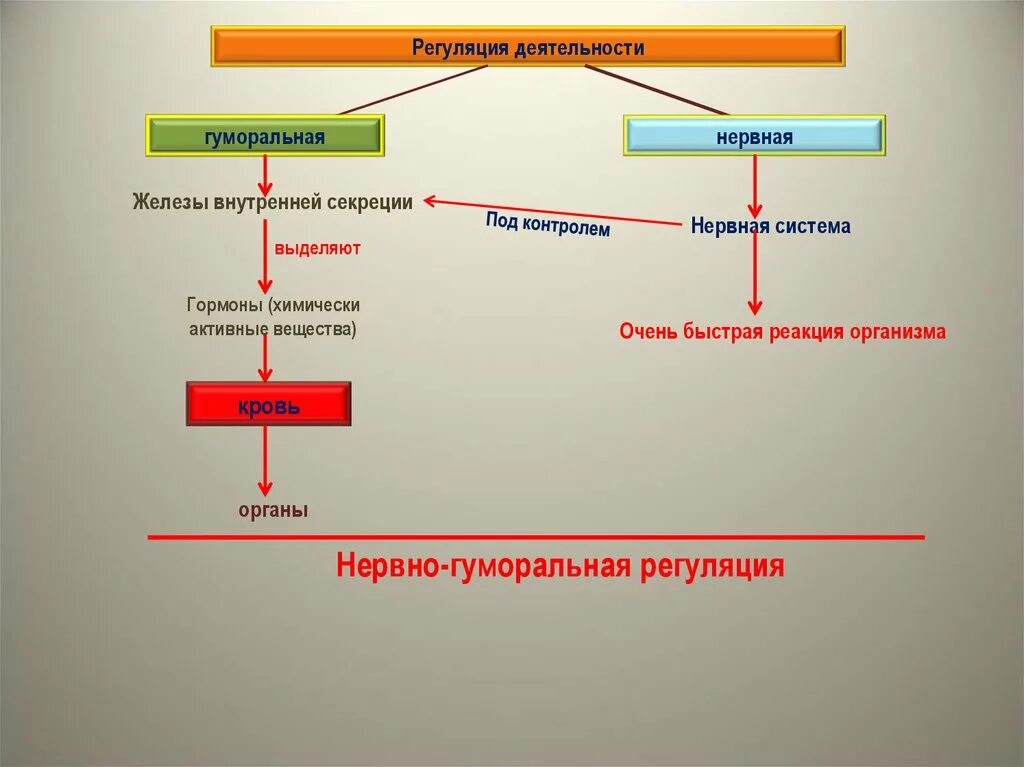 Регуляция нервная и гуморальная схема. Нервно гуморальная регуляция схема. Регуляция функций организма схема. Регуляция функций организма нервная и гуморальная регуляция. Нервно гуморальная реакция