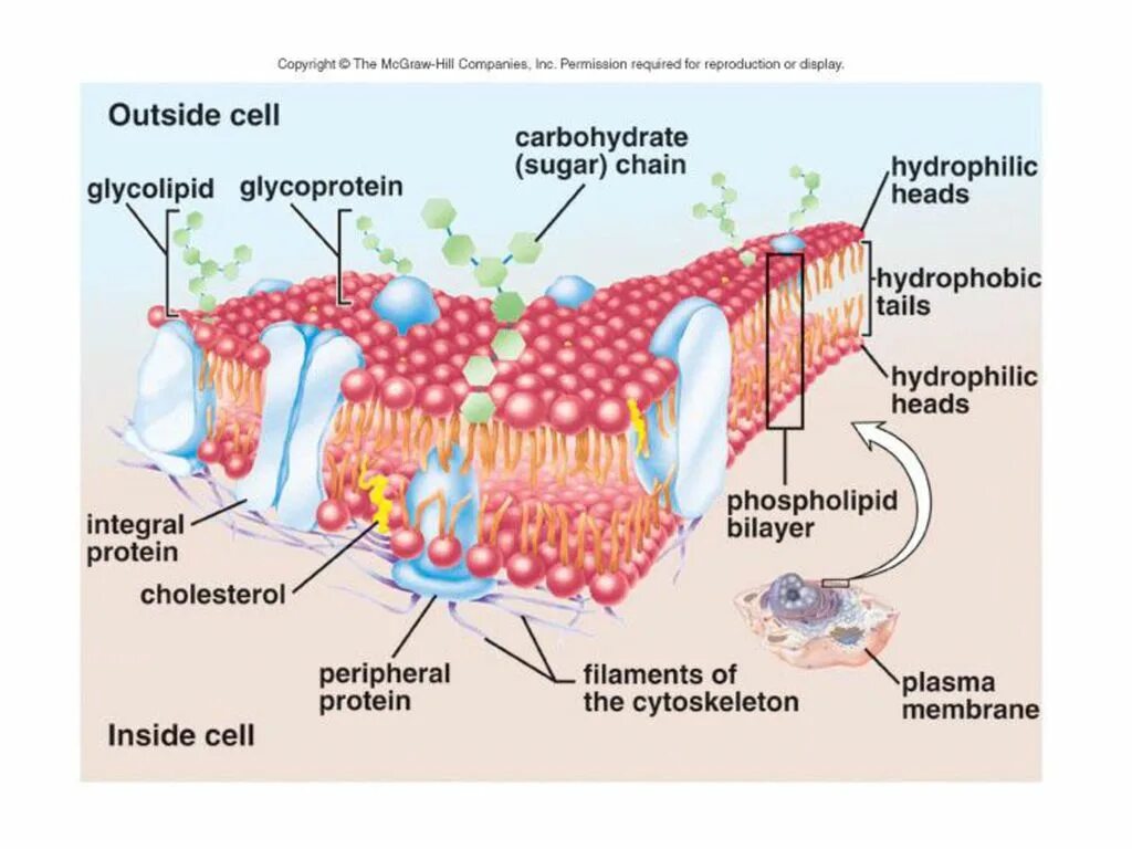 Cell membrane. Fluid mosaic model of cell membrane. fluid mosaic model of plasma membrane. cell membrane structure. mosaic structure of the membrane..