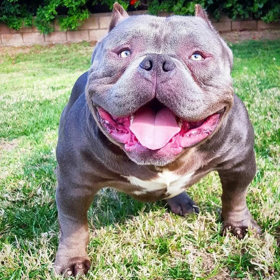 Американский булли москва. Американский булли москва. Американский булли макси. Американский булли москва. Американский булли покет.