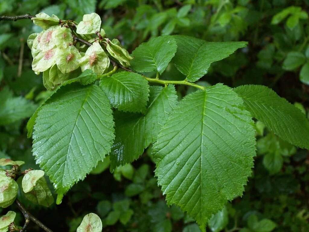 Карагач описание. Вяз шершавый (Ulmus glabra). Вяз шершавый (Ильм) — Ulmus glabra. Вяз гладкий (Ulmus laevis l.). Вяз Ильм карагач.