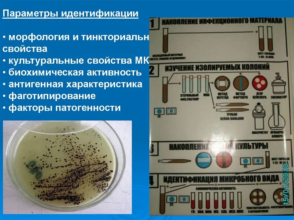 Свойства идентификации бактерий. Биохимические методы идентификации бактерий. Биохимическая идентификация микроорганизмов. Изучение культуральных, биохимических свойств микроорганизмов. Методы выделения чистых культур бактерий.