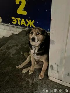 Собаку ай