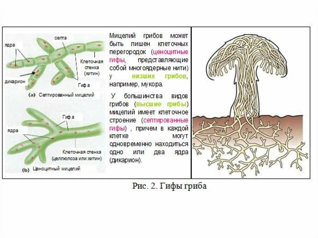 Мицелий гриба гиф. Грибы мицелий строение гриба. Строение клетки гриба мицелий. Строение гриба мицелий. Строение клетки мицелия грибов.