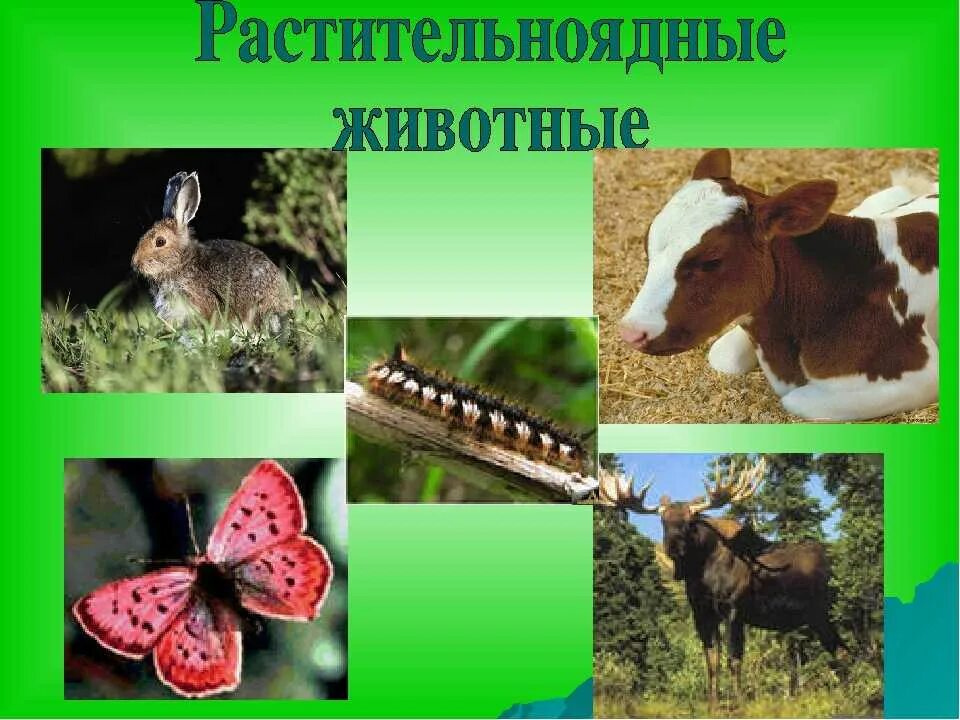 Плотоядно растительноядные. Растительноядные животные. Название растительноядных животных. Растительноядные растительноядные животные. Представители травоядных животных.