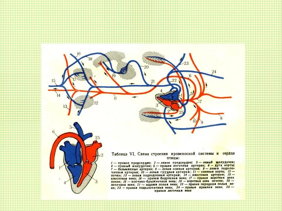 Кровеносная система птиц схема. Схема строения сердца кровеносной системы. Кровеносная система птиц схема биология. Кровеносная система птиц 7 класс схема.