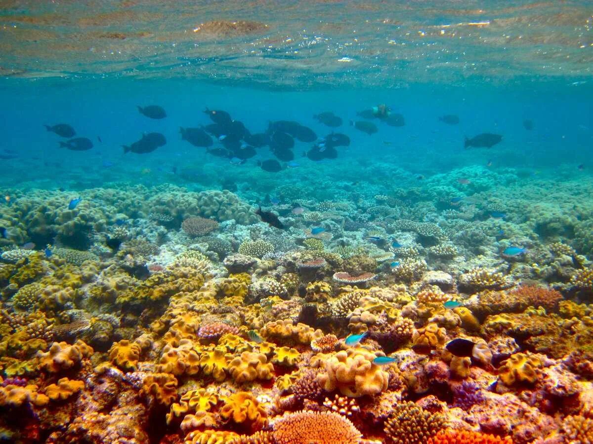 Где риф. Большой Барьерный риф. Большой Барьерный риф (the great Barrier Reef). Коралловый Барьерный риф в Австралии. Кораллы большого барьерного рифа Австралия.