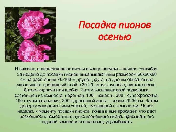 Пионы какое время года. Схема удобрения пионов. Посадка пиона. Пионы информация. Пересадка пиона.