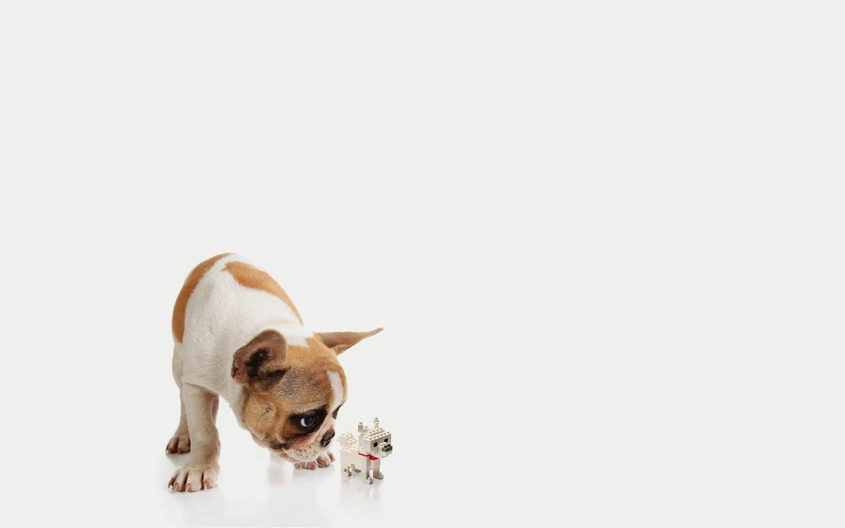 Картинки животных для презентации Download hd Baby Animal Clipart Group Png Download and use the free clipart fo