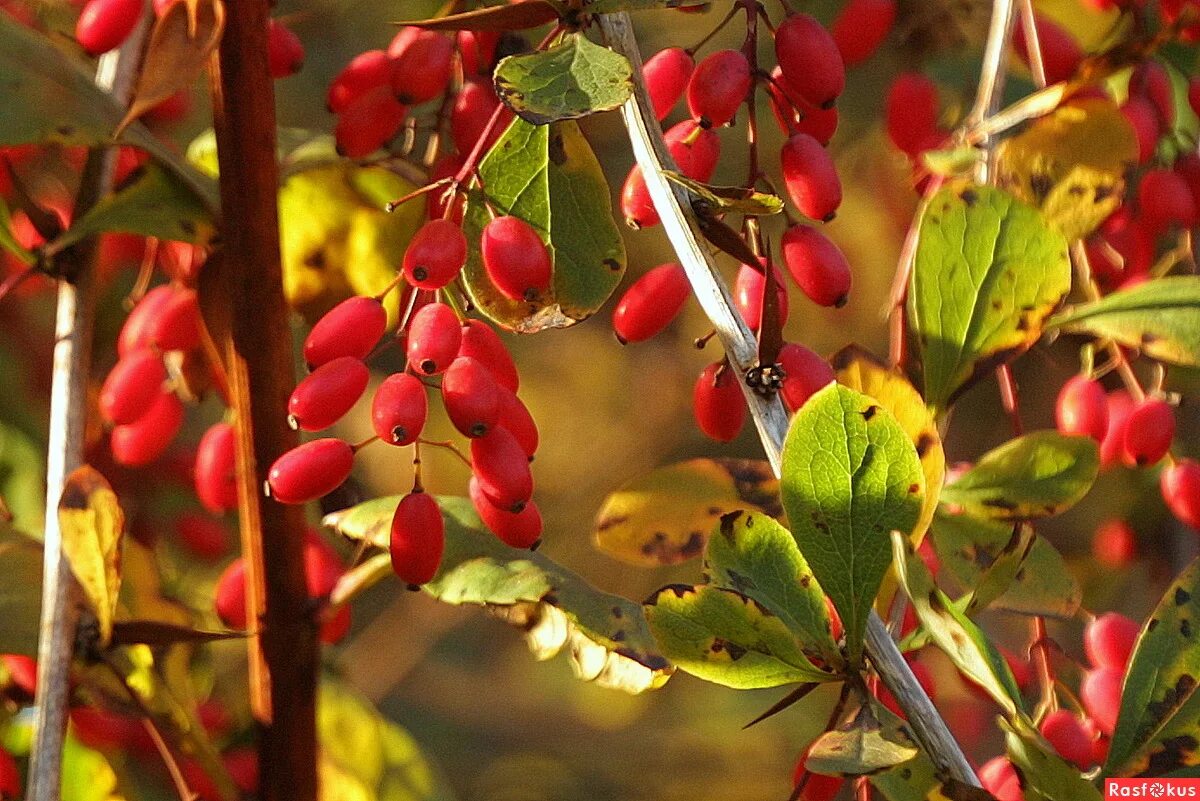 Съедобен ли барбарис. Съедобен ли барбарис. Барбарис тунберга ягоды. Барбарис тунберга съедобный. Барбарис обыкновенный барбарис тунберга.