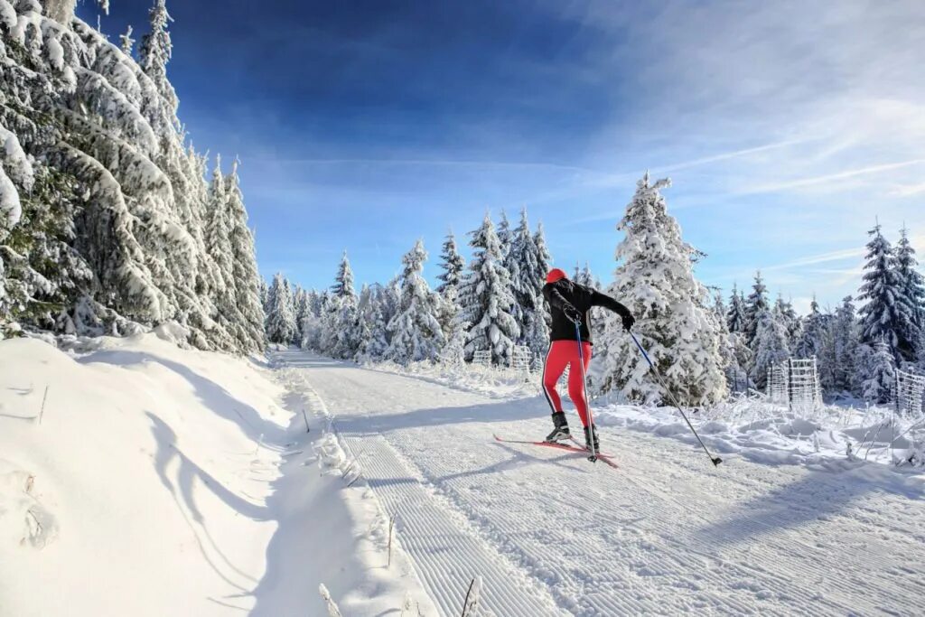 На лыжах в лесу. Лыжник в лесу. Зимние лыжи. Лыжня в лесу. Cross country ski