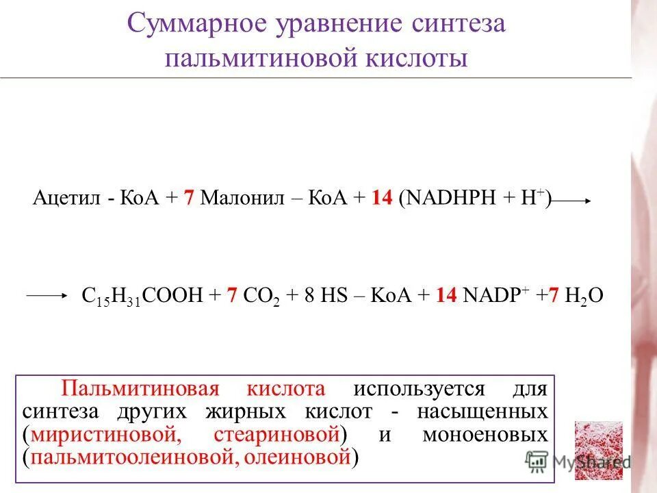 Синтез пальмитиновой кислоты. Уравнения синтеза ацетил-КОА. Синтез пальмитиновой кислоты из ацетил КОА. Суммарное уравнение синтеза пальмитиновой кислоты. Суммарное уравнение биосинтеза пальмитиновой кислоты.