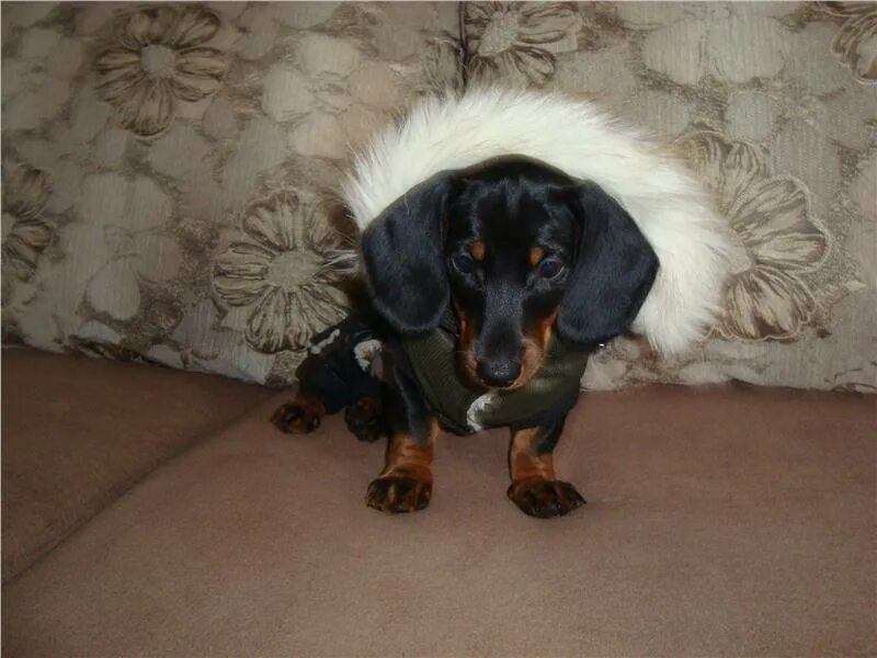 отдам бесплатно алабая щенка. абаканская кошка. абакан собаки в добрые. в добрые руки абакан. в добрые руки абакан.