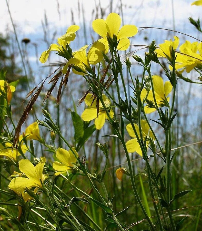 Linum flavum l. Лён жёлтый Linum flavum. Лен желтый Linum flavum l.. Linum flavum 'compactum'. Цветы похожие на лен