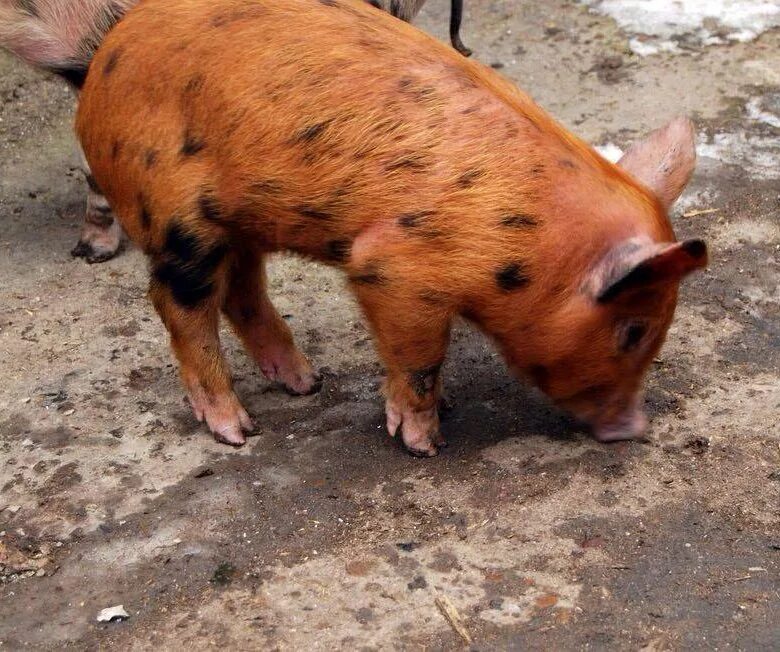 порода рыжих поросят. рыжий поросенок. поросята породы дюрок. поросята породы дюрок. рыжий поросенок.