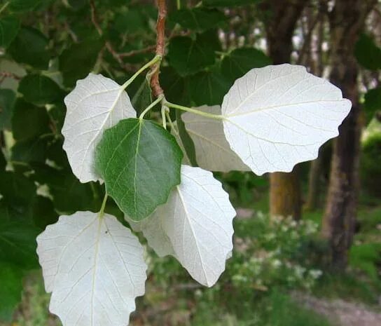 Populus alba тополь белый. Тополь белый нивея. Populus alba тополь белый. Тополь пирамидальный листья. Populus alba тополь белый листья.