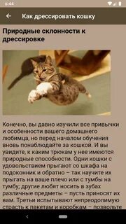 Как дрессировать кошку