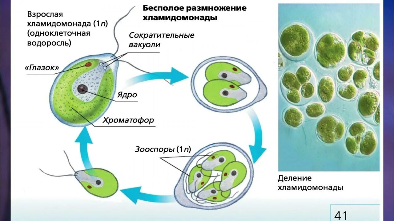 Назовите одноклеточные водоросли