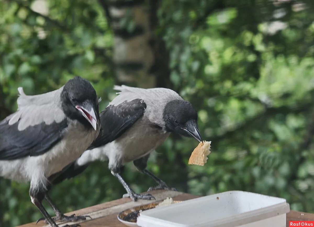 Грачонок птица птенец. Серая ворона слеток. Ворон кормит птенцов. Ворон кормит птенцов. Ворона и вороненок.