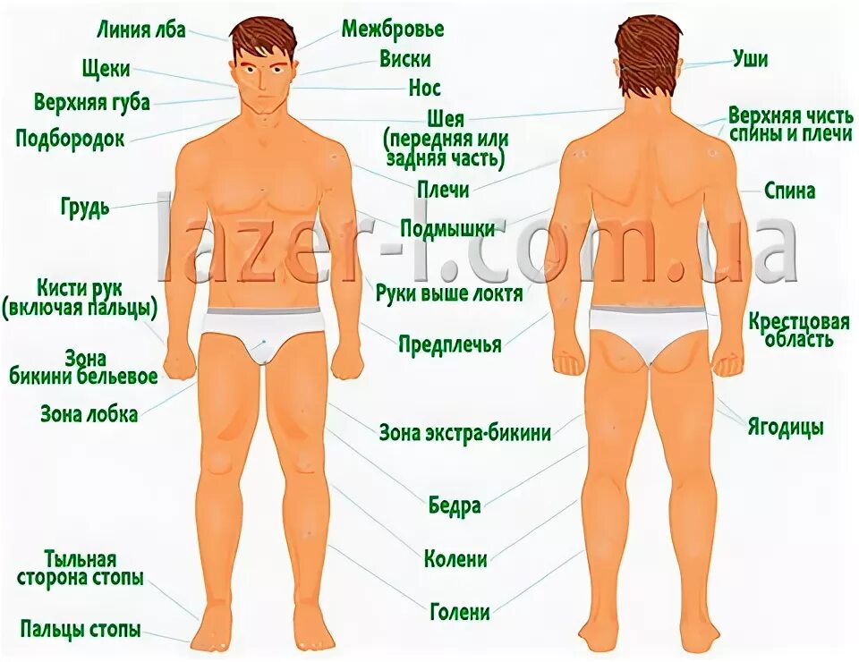 Лобковая область мужчины