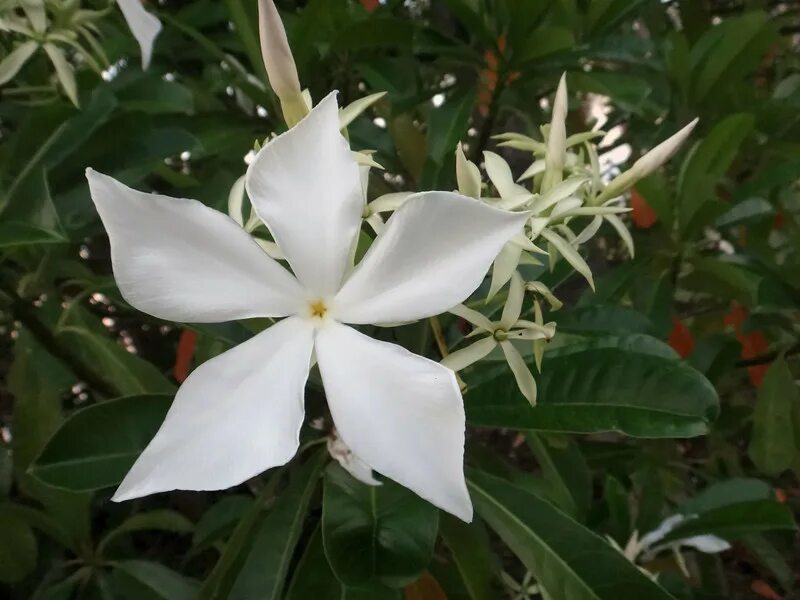 Poisonous flower. Цербера Одолламская. Cerbera odollam. Цербера Одолламская ядовитое растение. Церебра Одолламская.