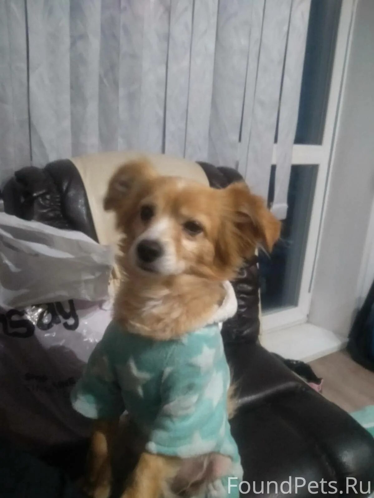 Собаку город осинники. Собака осинники. Шарпей персиковый. Собака осинники. Собака осинники.