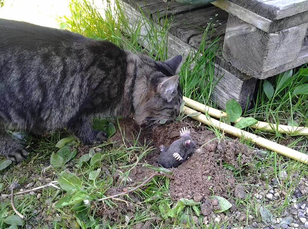 Кот идет по забору. Кошка нагадила в огороде. Кот бежит. Ловушка для поимки кошек. Коты на даче.