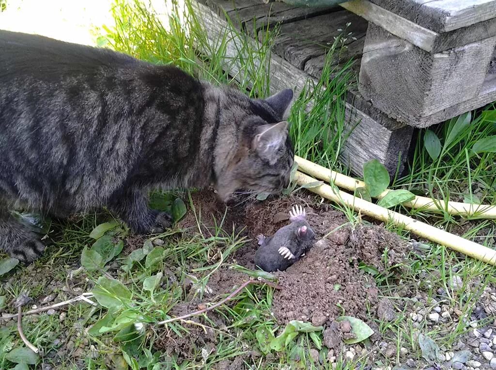 Крот карбыш. Кроты на участке. Кошка на даче.