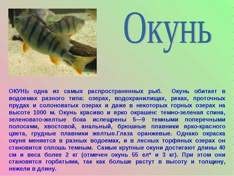 Составь устно описание окуня 1 класс. Сообщение о рыбе. рассказ о рыбах. доклад о рыбах 3 класс. сообщение о окуне.