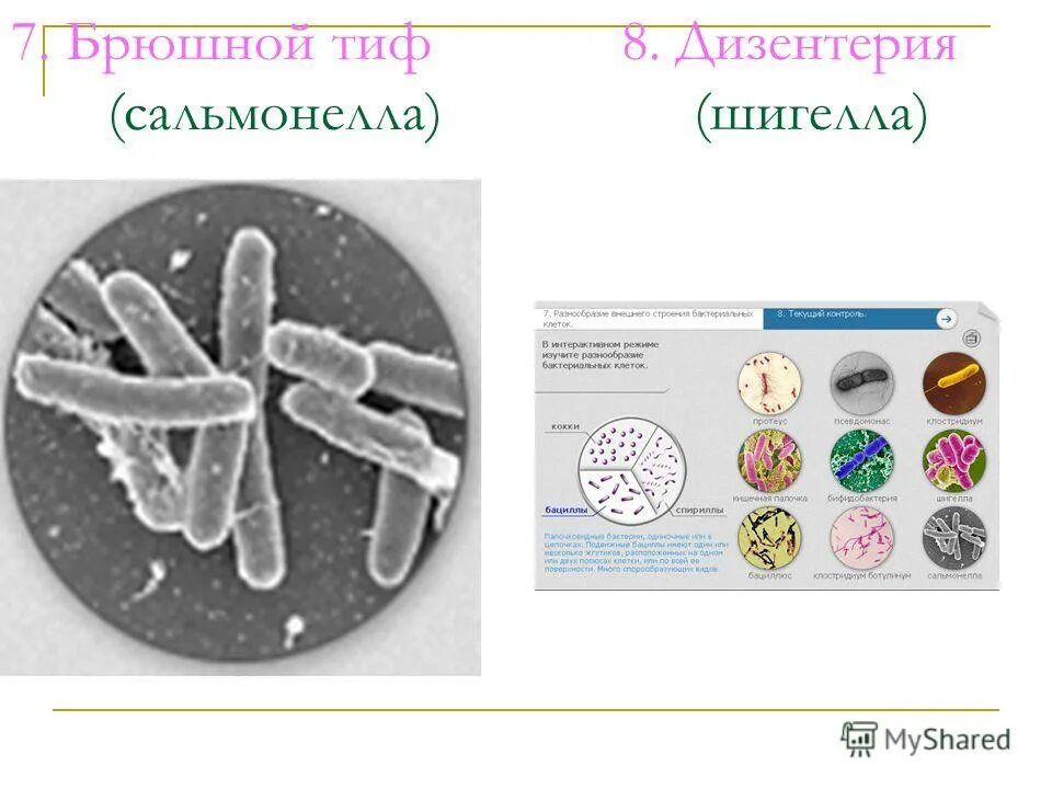 какие организмы состоят из одной клетки ответ