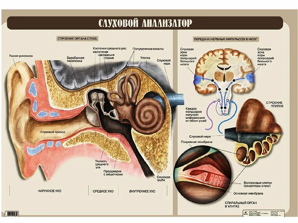 Функции слухового органа. Строение слухового анализатора человека. анализаторы егэ биология слуховой анализатор. строение слухового анализатора анатомия. структура слухового анализатора человека.