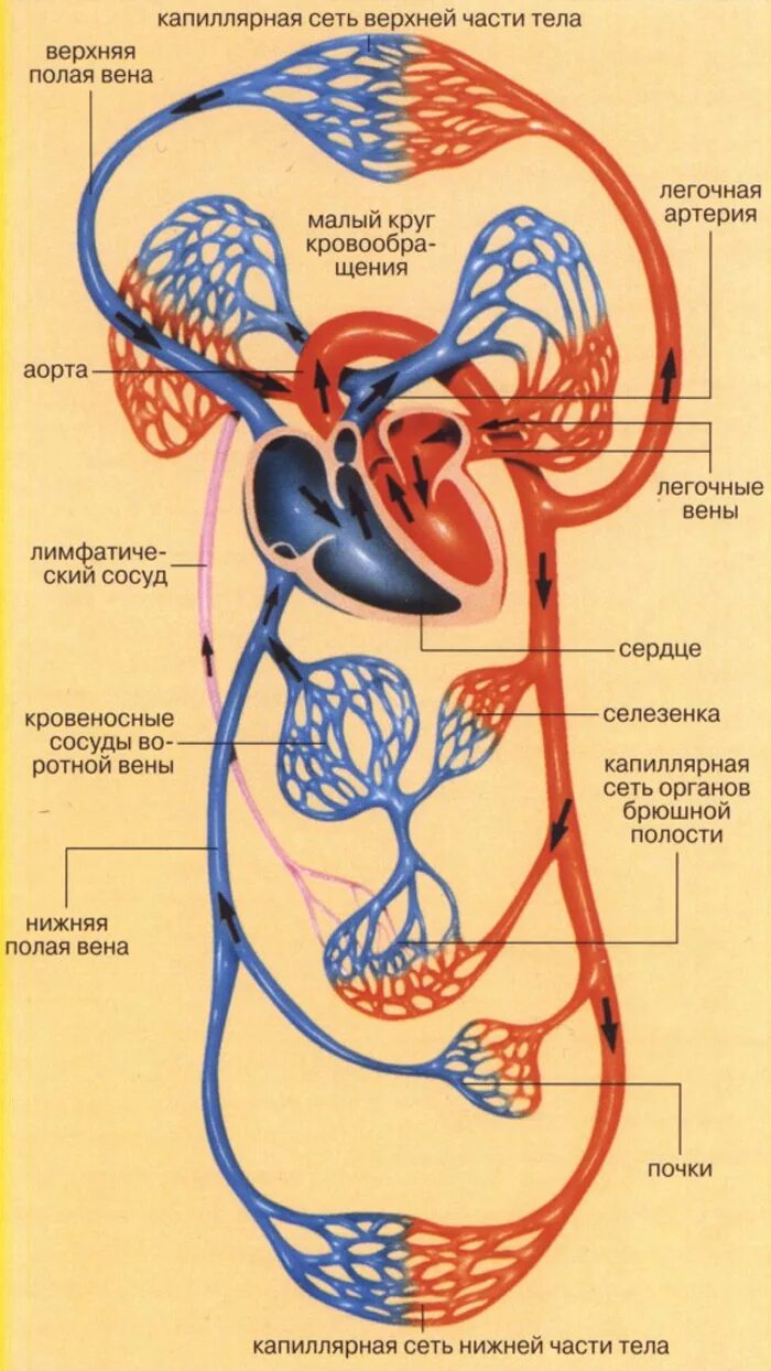 3 отдела кровообращения. Сосуды малого круга кровообращения схема. Схема малого круга кровообращения анатомия. Малый круг кровообращения схема анатомия. Схема венозной системы большого круга кровообращения.