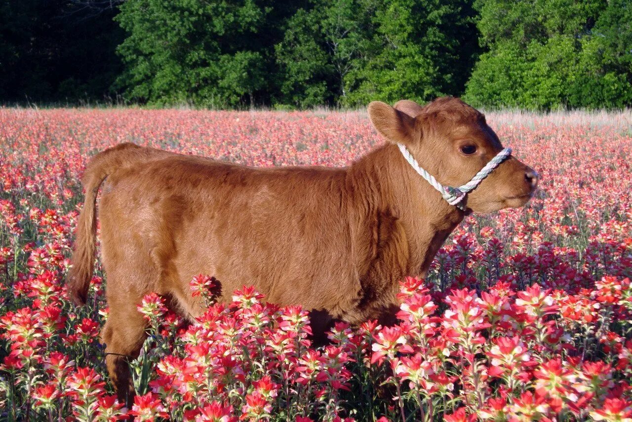 Порода Айова теленок. Красивая корова. Пушистая корова. Милая корова. Сколько стоят коровки