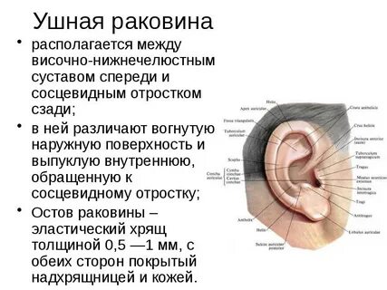 Отросток козелка