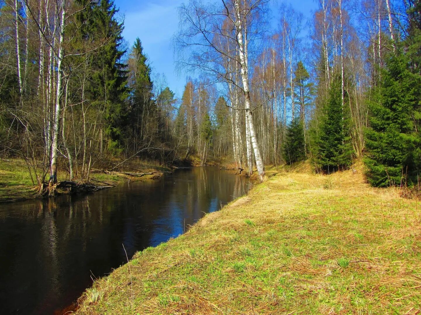 Река окруженная лесом. Река орша тверская область. вартемяги ручьи река. беловежская пуща река лесная. река орша тверская область фото.