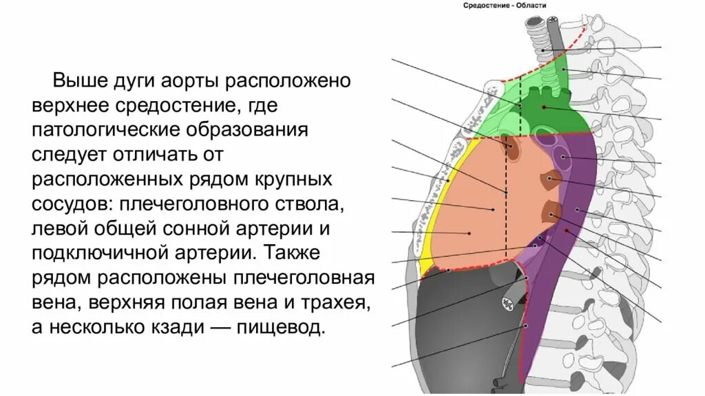 Где расположена верхнее. Этажи средостения схема. Этажи средостения анатомия. Средостение анатомия человека. Границы средостения.