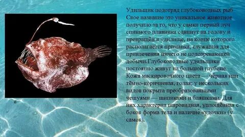 Глубоководный как пишется