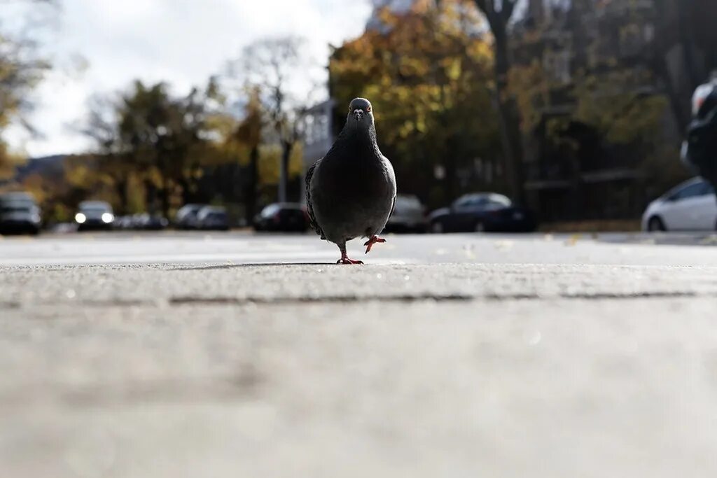 Beauty, money and feathers The Wider Image Reuters