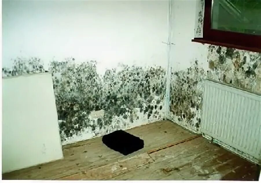 Сырость в доме способы устранения. 1 этаж сырость. Конденсат под мебелью. Грибок на стенах в квартире. Плесневый грибок на стенах.