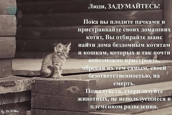 Бездомные если дома нет 7 класс ксп