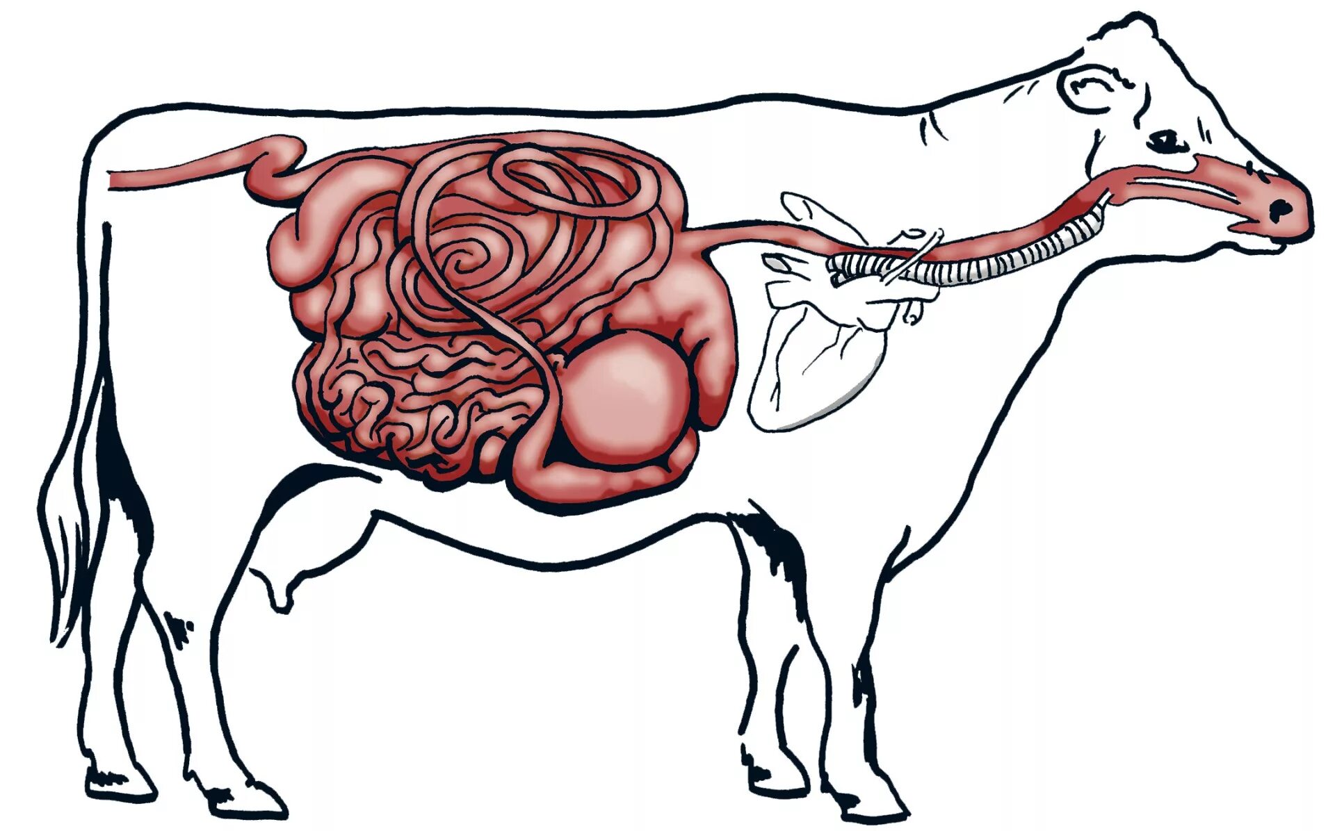 Пищеварительный тракт коровы. Анатомия преджелудков коровы. Пищеварительная система жвачных. Желудочно-кишечный тракт крупного рогатого скота.