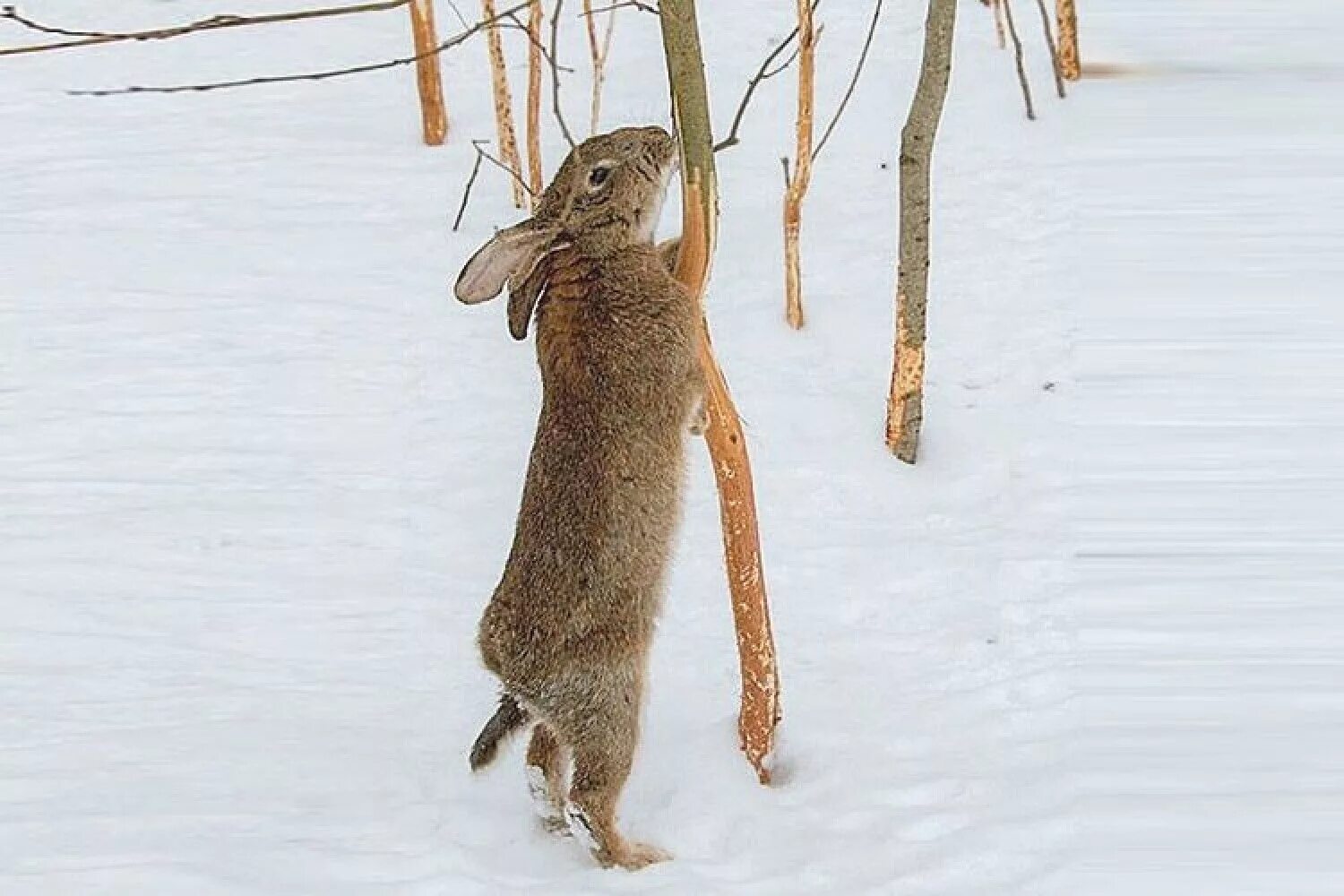 Зайцы обгрызли кору. Зайцы объели кору. Погрыз зайца. Заяц в дереве. Заяц обгрыз яблоню