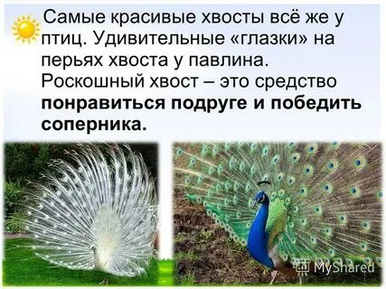 Какая птица имеет