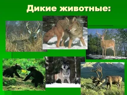 Кемеровская область животный мир