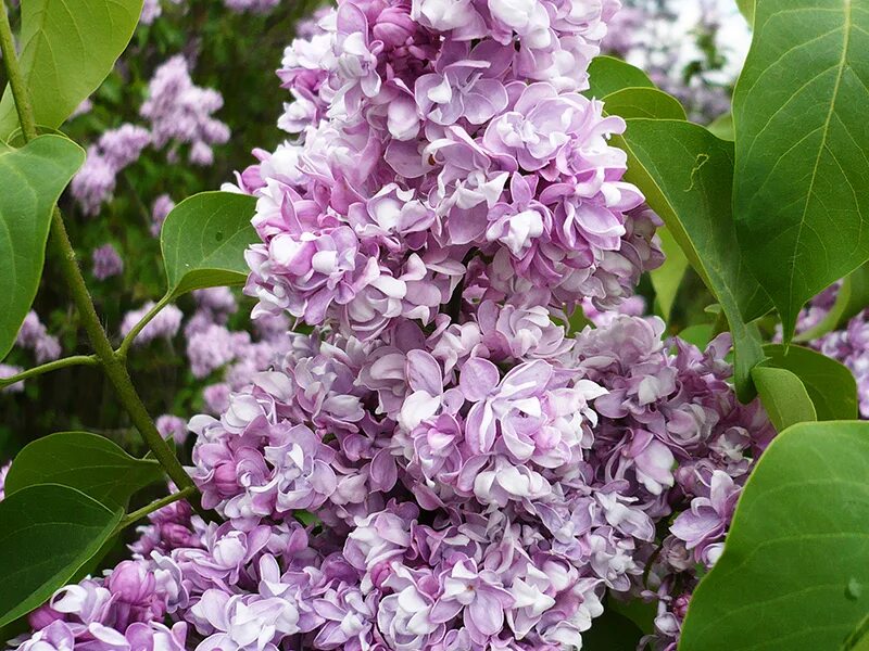 Сирень Syringa vulgaris. Syringa vulgaris (сире́нь обыкнове́нная). Сирень жемчужина