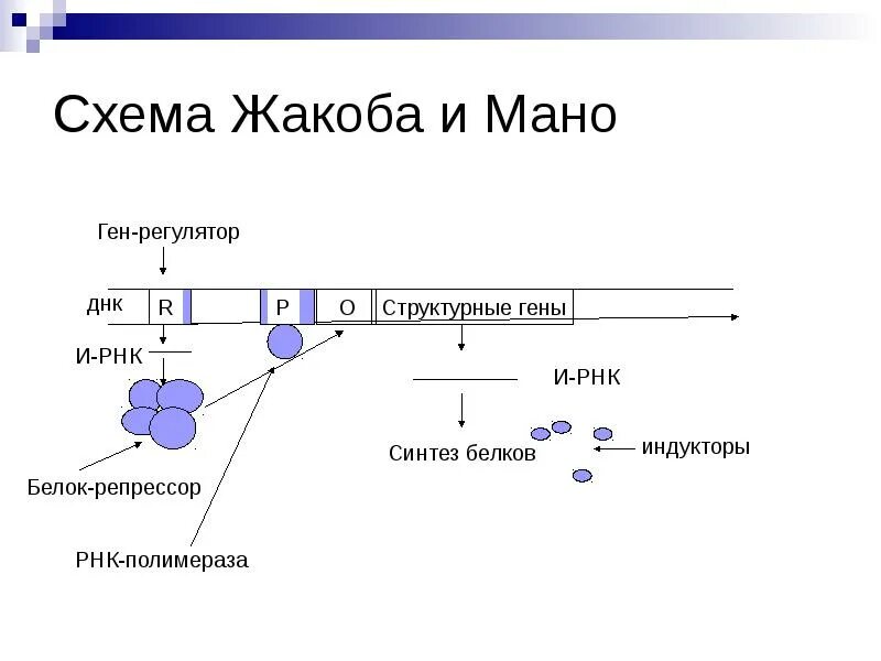 Схема Жакоба и Мано. Репрессор ДНК. Ген регулятор белок репрессор. Белок репрессор ген оператор.