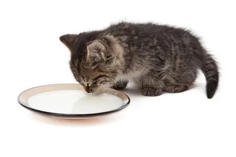 Котята выросли немножко а есть из блюдца