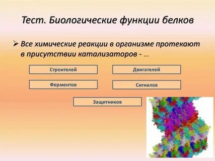 Функции белка химия