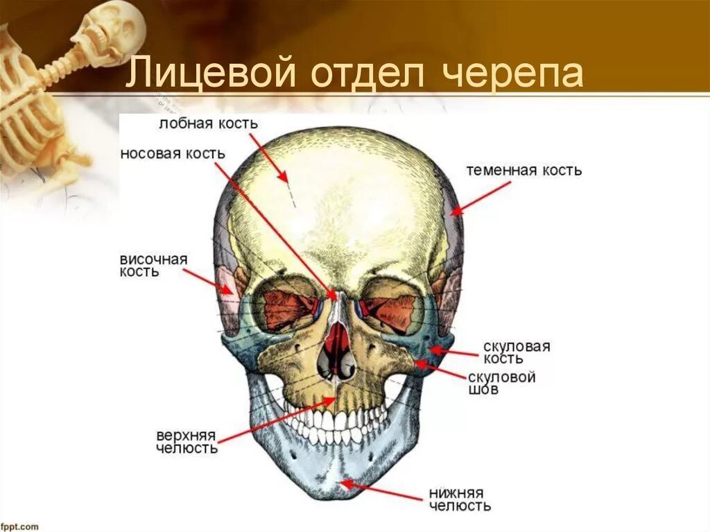 Кости лицевого отдела черепа анатомия. Кости лицевого отдела черепа сбоку. Строение костей лицевого черепа. Строение лицевого отдела черепа.